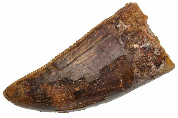 Serrated, Carcharodontosaurus Tooth - Thick Tooth #225492